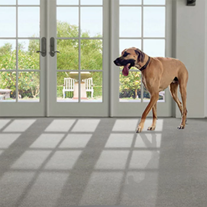 K&M Carpets Store: Carpets Floors and Flooring Installation | Atlanta, GA-trends-pet-friendly-carpet K&M Carpet store provides the best value and service in carpet floors and flooring installation. Based in Dalton, GA serving Atlanta.